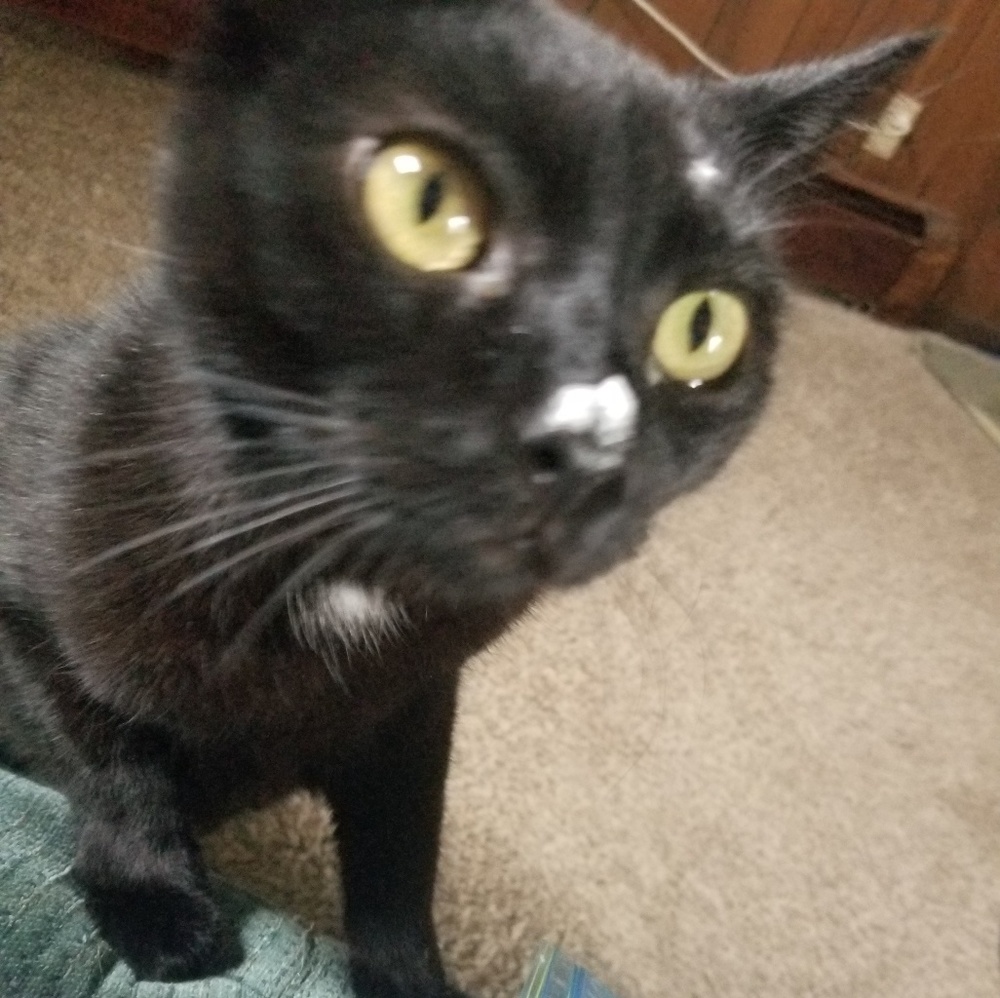 Meet your Posher, Dana